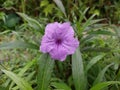 Purple flower Ruellia Simplex
