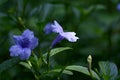 Purple flower : Ruellia tuberosa as background