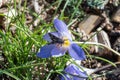 Purple flower of saffron crocus sativus in autumn garden close-up. Royalty Free Stock Photo