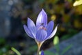 Purple flower of saffron crocus sativus in autumn garden close-up. Royalty Free Stock Photo