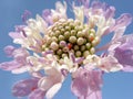 Purple flower scabiosa