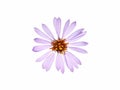 Purple flower of sea aster isolated on white, Tripolium pannonicum