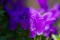 Purple flower in shadow and sun