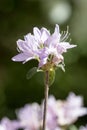 Purple Flower