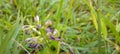 purple flower shot below angle view