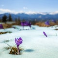 Purple Flower on the snow under sunlight in sunny day Royalty Free Stock Photo