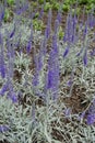 Purple flower spikes of Veronica incana Royalty Free Stock Photo