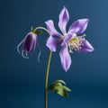 Lifelike Columbine: A Graceful Balance Of Beauty And Detail