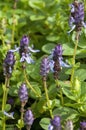 Purple flower stems of coleus caninus or scaredy cat plant. Royalty Free Stock Photo