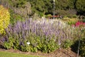 Purple flower stems of a sage `mystic spires` shrub