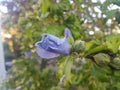 Purple flower on the streets of Heusenstamm city in Germany