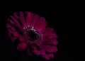 A purple flower,subtlety lit, against a black background