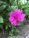 Purple flower in summertime