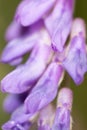 Purple flower. super macro Royalty Free Stock Photo