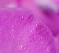 Purple flower. super macro Royalty Free Stock Photo