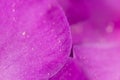 Purple flower. super macro Royalty Free Stock Photo