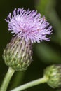 Purple flower of swamp thistle in South Windsor, Connecticut.