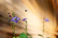 Purple flower with a swollen insect or a blue bees in brown nature background in the gardens