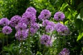 Purple flower tadpoles bloomed under the sun.