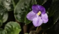 Purple flower taken in late fall with green background