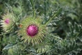 Purple flower of a thistle in park Hitland in nIeuwerkerk aan den ijssel.