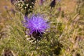 Purple flower of thistle plant Royalty Free Stock Photo