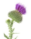 Purple flower of thistle plant with green bud isolated on white background. Cirsium vulgare Royalty Free Stock Photo