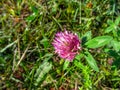 Purple flower of a three-leaved clover close-up on a blurred background of grass Royalty Free Stock Photo