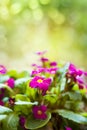 Purple flower thunbergia erecta in garden