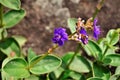 The purple flower of Tibouchina granulosa