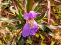 Purple flower in a highway