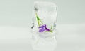 Purple Flower Trapped in Ice Cube Royalty Free Stock Photo