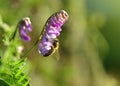 Purple flower Tufted Vetch Vicia cracca with bee close up.