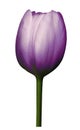 Purple flower tulip on white isolated background with clipping path. Close-up. Shot of violet Colored. Royalty Free Stock Photo