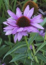 Purple flower with an unusual heart Royalty Free Stock Photo