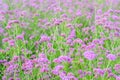 Purple flower, Verbena flower field