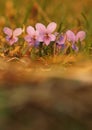 Purple flower violets common herbaceous perennial of medical plant in grass on meadow near forest with green leaves and stem at su