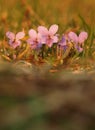 Purple flower violets common herbaceous perennial of medical plant in grass on meadow near forest with green leaves and stem at su