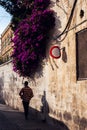 Purple flower on the wall, city of Jerusalem Israel