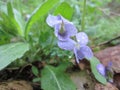 Purple flower