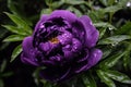 Purple flower with water droplets Royalty Free Stock Photo