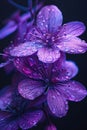 Purple flower with water droplets. Flowering flowers, a symbol of spring, new life Royalty Free Stock Photo