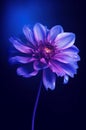 a purple flower with water droplets on the petals and leaves Royalty Free Stock Photo