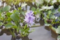 Purple flower of water hyacinth floating in the river. Royalty Free Stock Photo