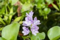 Purple flower of water hyacinth floating in the river. Royalty Free Stock Photo