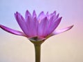Purple flower ,water lily ,violet lotus on pastel backgroundwith soft focus and blurred background ,macro image ,sweet color flora Royalty Free Stock Photo