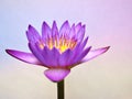 Purple flower ,water lily ,violet lotus on pastel backgroundwith soft focus and blurred background ,macro image ,sweet color flora Royalty Free Stock Photo