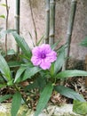 Purple flower, waterkanon