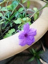 Purple flower, waterkanon, closeup