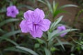 Purple flower of waterkanon, watrakanu, minnieroot, iron root, feverroot, popping pod or cracker plant